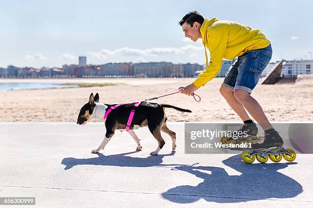 inline-skater with his bull terrier - bermuda shorts stock pictures, royalty-free photos & images