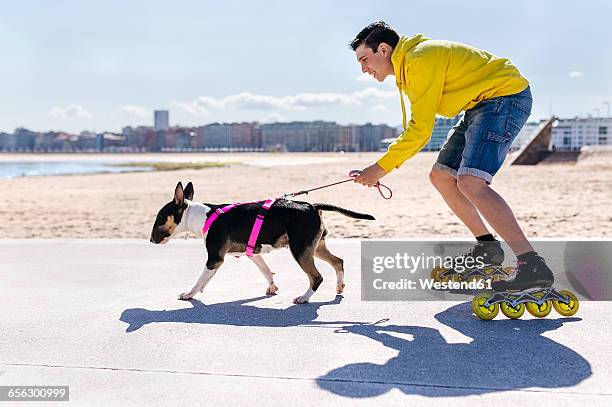 inline-skater with his bull terrier - inline skate bildbanksfoton och bilder