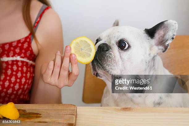 portrait of french bulldog smelling lemon slice - animal sniffing stockfoto's en -beelden