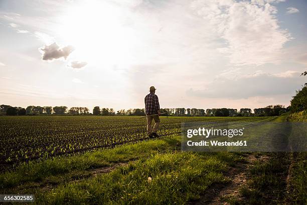 farmer walking with rake along a field - plowed field stock pictures, royalty-free photos & images