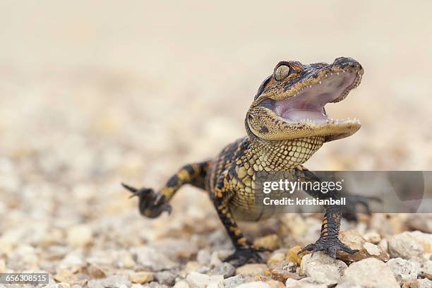 american alligator (alligator mississippiensis) hatchling, florida, america, usa - alligator mississippiensis stock pictures, royalty-free photos & images