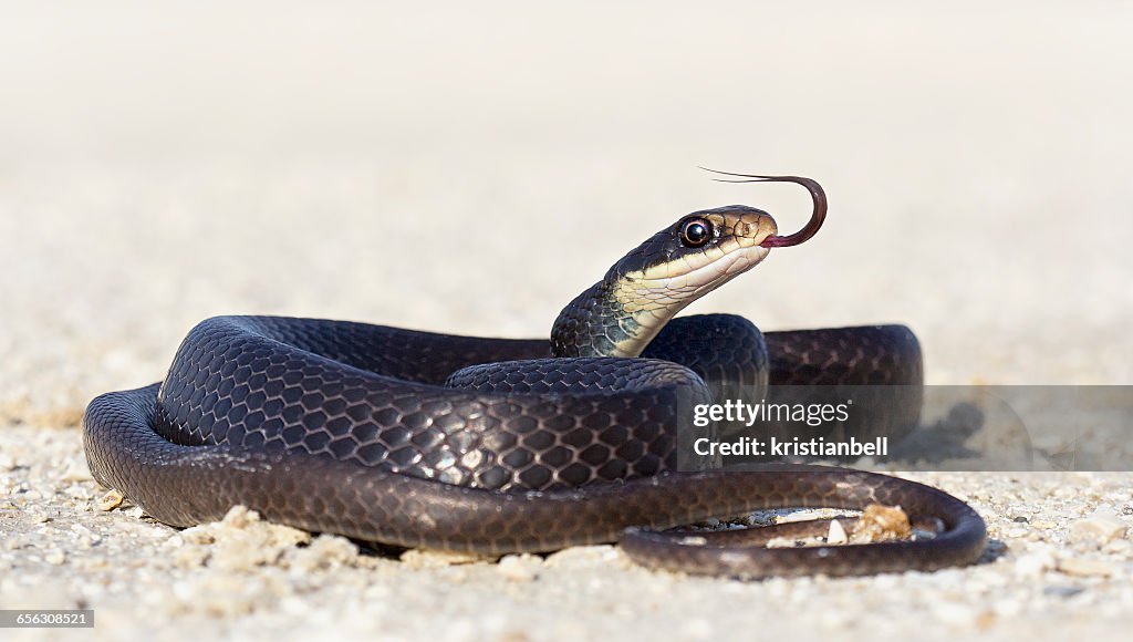 Black racer snake (Coluber constrictor) on road, Florida, America, USA