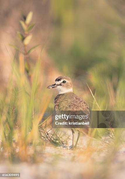 wilsons plover bird (charadrius wilsonia) on beach, florida, america, usa - wilsons plover stock pictures, royalty-free photos & images