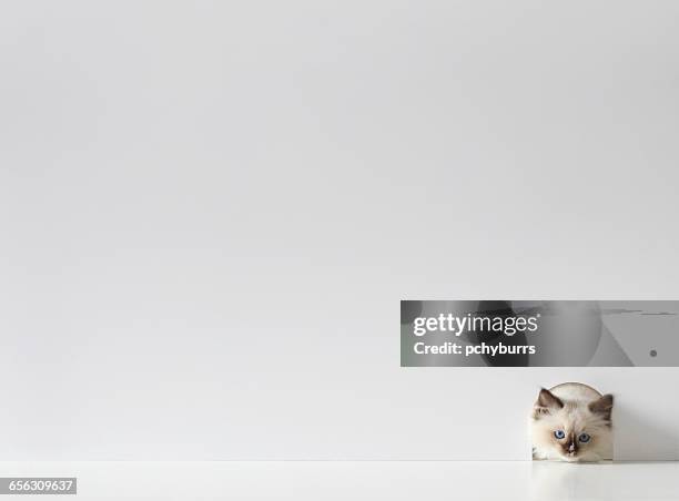 ragdoll kitten cat peeking through a mouse hole - pchyburrs stock pictures, royalty-free photos & images