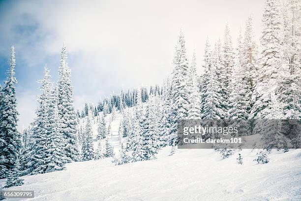 snow covered landscape and evergreens, steamboat springs, colorado, america, usa - steamboat springs colorado stockfoto's en -beelden