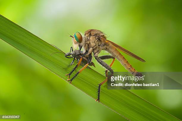 robber fly attacking kissing bug, jember, east java, indonesia - kissing bug foto e immagini stock