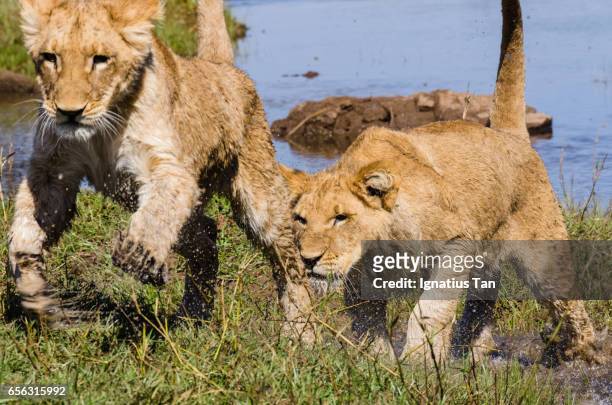 lion cubs playing at the zambezi river - ignatius tan stockfoto's en -beelden