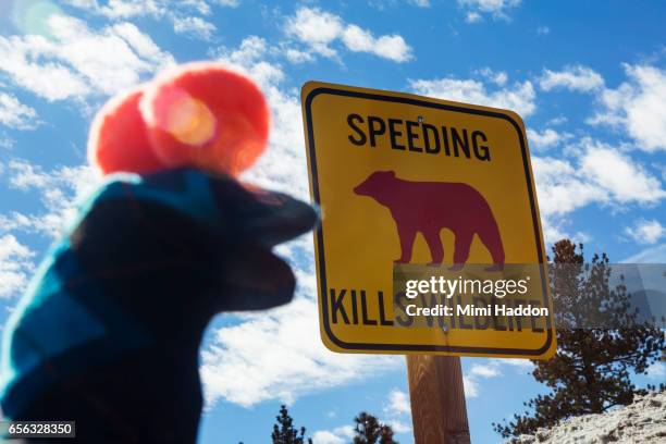 Sock Puppet looking at sign that says "Speeding Kills Wildlife"