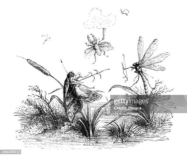 humanized animals illustrations: insects - moth clothes stock illustrations
