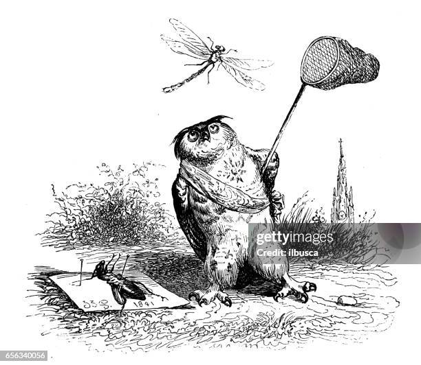 humanized animals illustrations: owl catching dragonfly - butterfly net stock illustrations