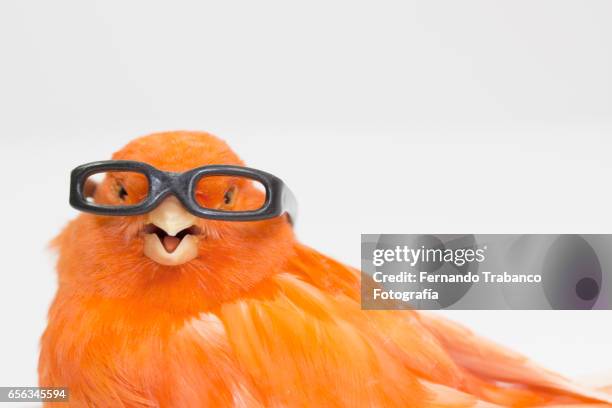 myopic canary with glasses because he sees wrong - miope and humor fotografías e imágenes de stock