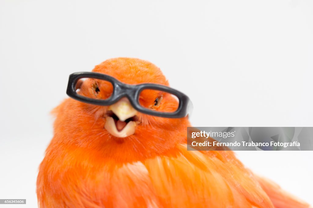 Myopic canary with glasses because he sees wrong