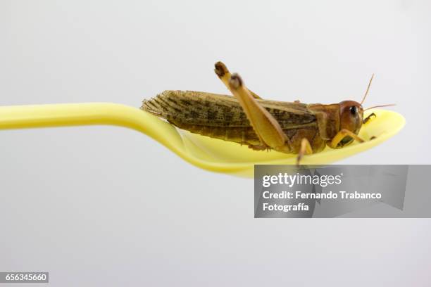 insect in a yellow plastic spoon. ready to eat - cricket insect photos stock pictures, royalty-free photos & images