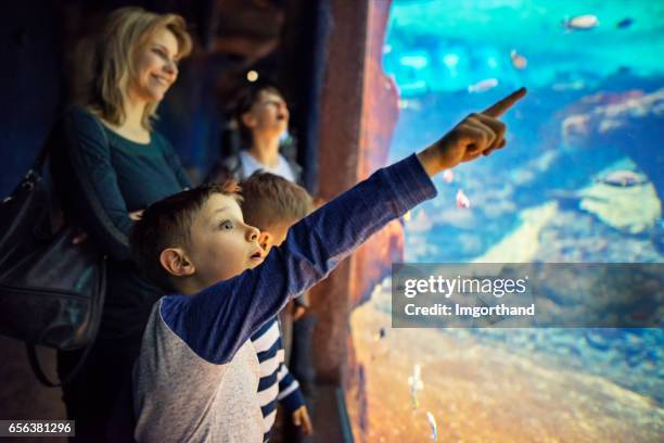 mother with kids visiting a huge aquarium - aquarium stock pictures, royalty-free photos & images