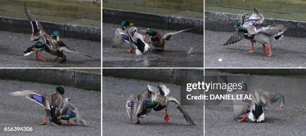 Combination of pictures shows a pair of male ducks as they fight in Downing Street in central London on March 22 before British Prime Minister...