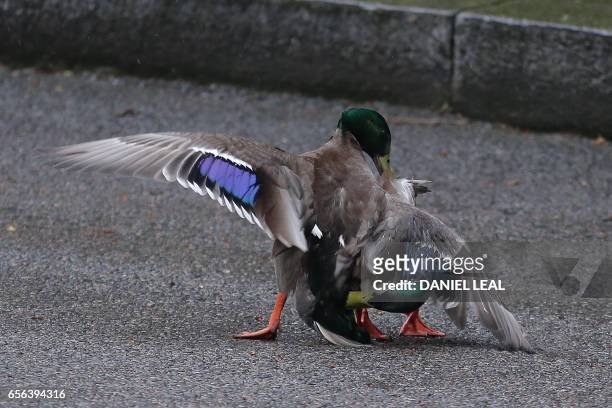 Pair of male ducks fight in Downing Street in central London on March 22 before British Prime Minister Theresa May left to attend Prime Minister's...