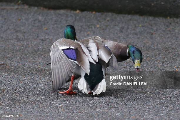 Pair of male ducks fight in Downing Street in central London on March 22 before British Prime Minister Theresa May left to attend Prime Minister's...