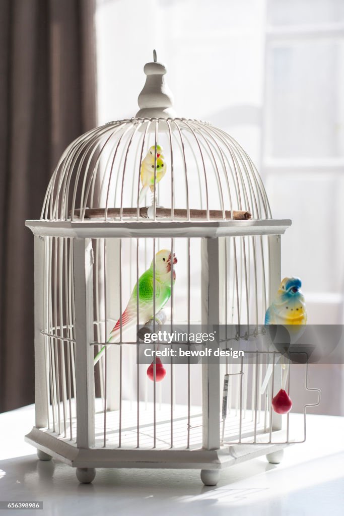 White bird cage with 3 birds of plastic