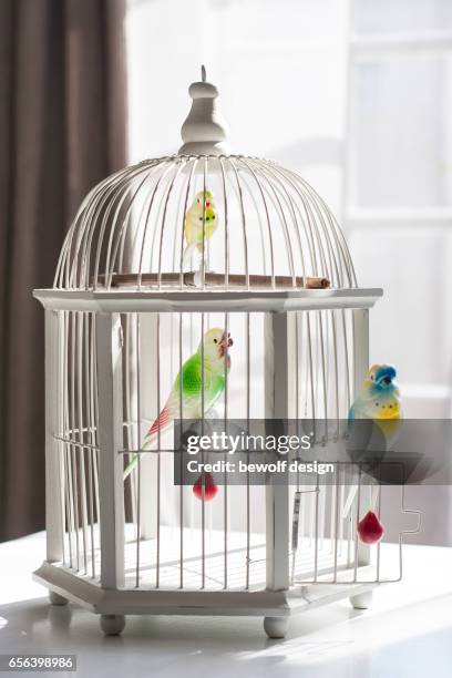 white bird cage with 3 birds of plastic - plastikmaterial stock pictures, royalty-free photos & images