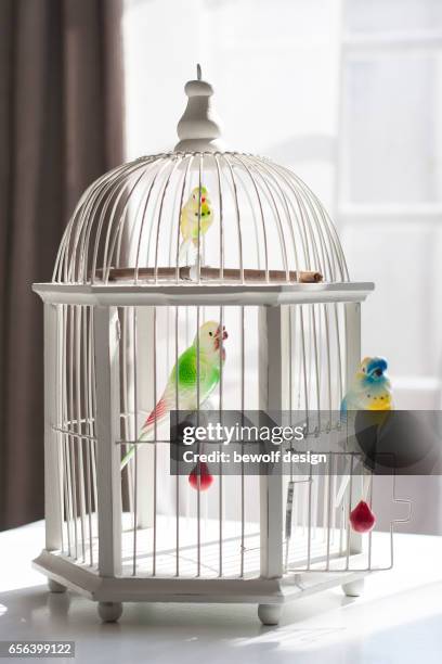 white bird cage with 3 birds of plastic - plastikmaterial stock pictures, royalty-free photos & images