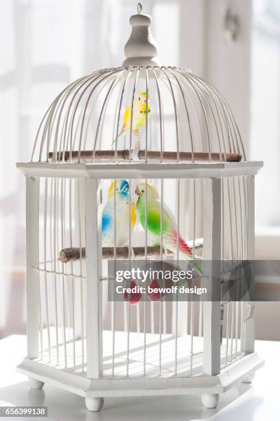 white bird cage with 3 birds of plastic - plastikmaterial stock pictures, royalty-free photos & images