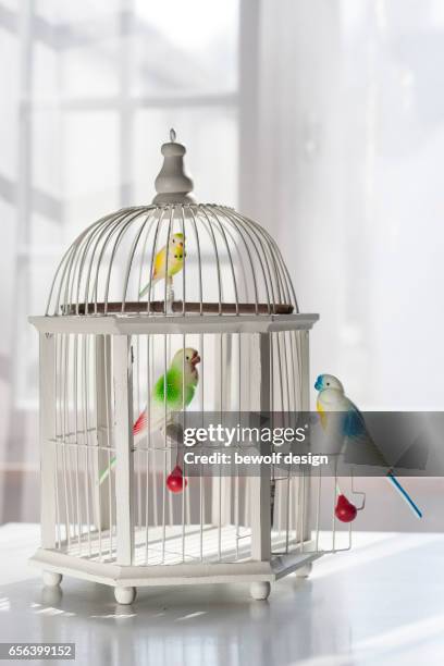 white bird cage with 3 birds of plastic - plastikmaterial stock pictures, royalty-free photos & images