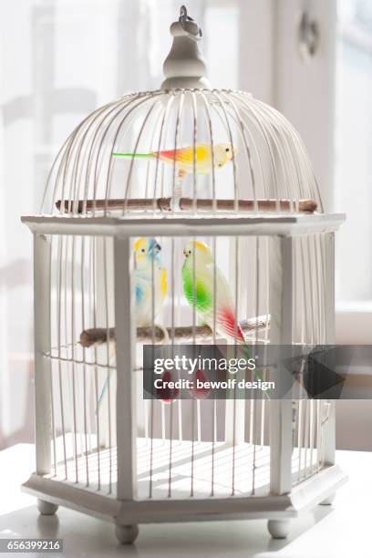 white bird cage with 3 birds of plastic - plastikmaterial stock pictures, royalty-free photos & images