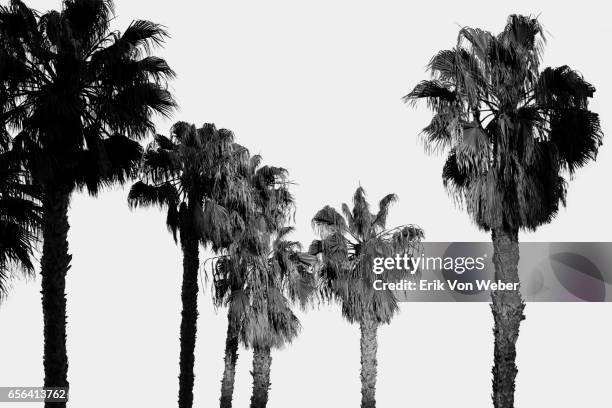 palm trees agains bright clear daytime sky - palm trees california stock pictures, royalty-free photos & images