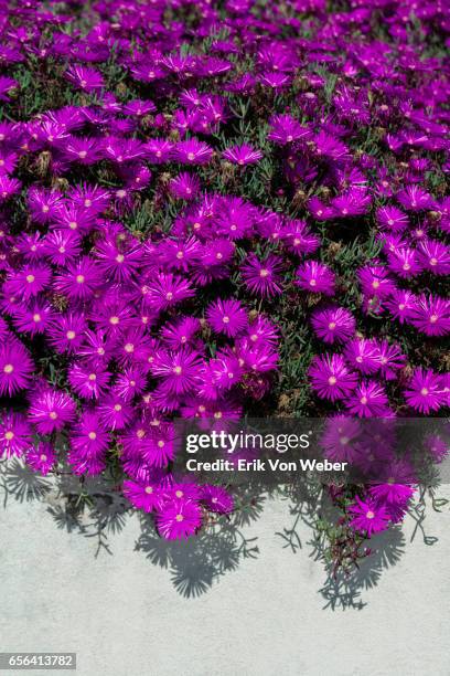 creeping shrubby succulent ice plant with pink flowers closeup - barrilha imagens e fotografias de stock