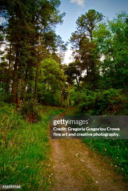 path in forest - gregoria gregoriou crowe fine art and creative photography - fotografias e filmes do acervo