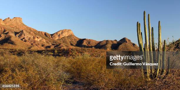 desert spring - florecer stock-fotos und bilder