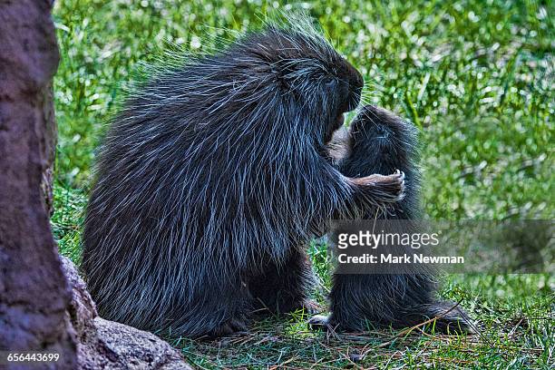 baby porcupine with mother - baby porcupines stock pictures, royalty-free photos & images