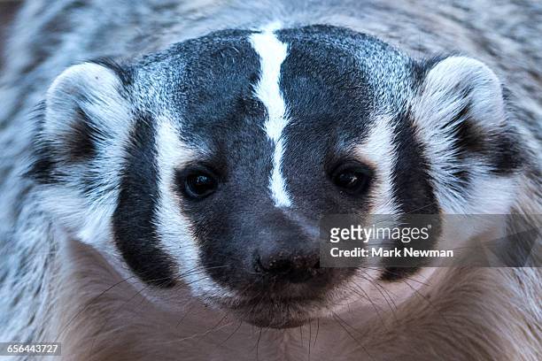 american badger - dachs stock-fotos und bilder