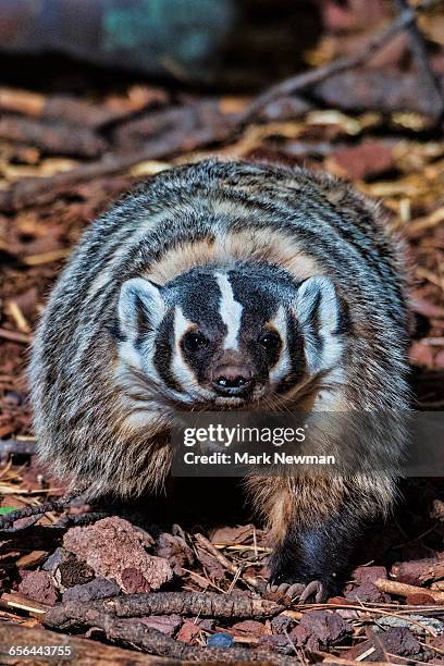 american badger - american badger 個照片及圖片檔