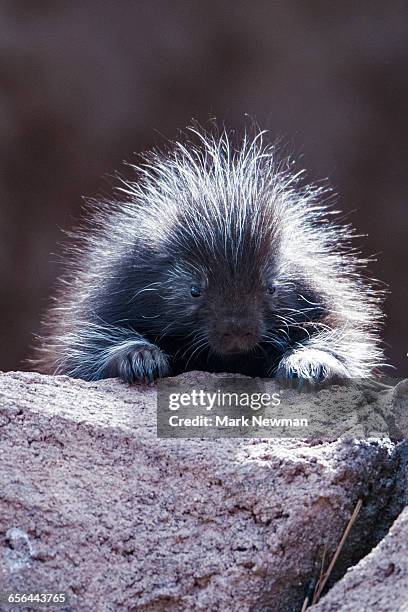 baby porcupine closeup - baby porcupines stockfoto's en -beelden