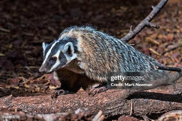 american badger - american badger 個照片及圖片檔