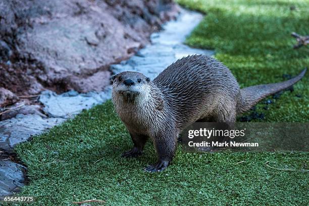 river otter - river otter fotografías e imágenes de stock