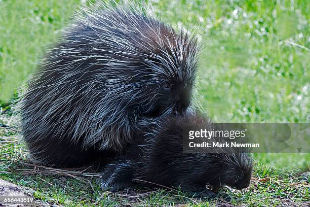 baby porcupine with mother - baby porcupines stockfoto's en -beelden