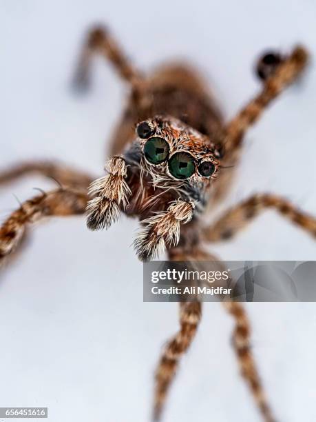 zebra jumping spider - zebra spider stock pictures, royalty-free photos & images