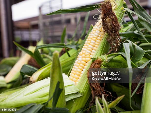 Sweetcorn High Resolution 50 Sweetcorn Macro Stock Photos, High-Res Pictures, and Images - Getty ...