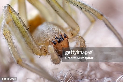 Spider Spider