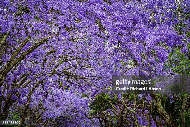 jacaranda trees in full bloom - ジャカランダの木 ストックフォトと画像