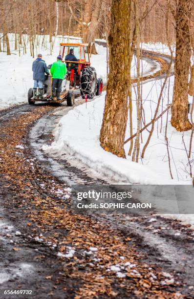 récolte printanière de l'eau d'érable - foret neige stockfoto's en -beelden