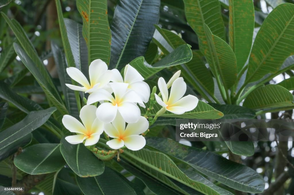 Plumeria Flor Desierto Rosa Blanco Hermoso En El Árbol Foto de stock - Getty Images Plumeria Flor Desierto Rosa Blanco Hermoso En El Árbol Foto de stock - Getty Images