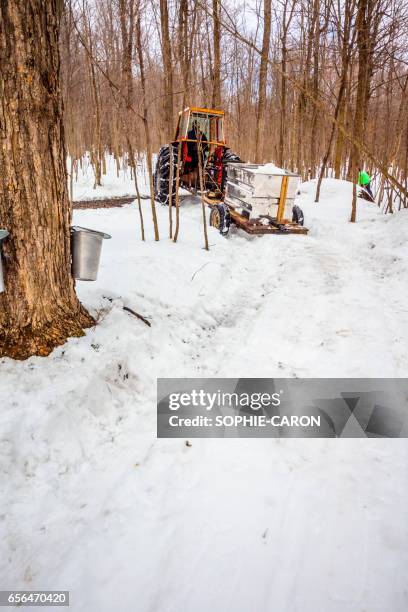 récolte printanière de l ' eau d'érable - tronc d'arbre stock-fotos und bilder