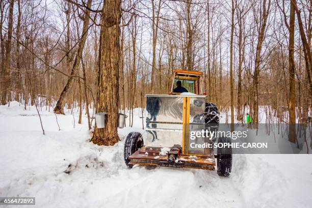 récolte printanière de l'eau d'érable - foret neige stockfoto's en -beelden