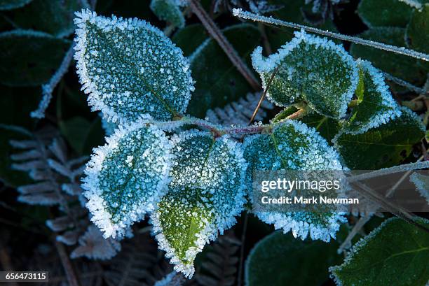 frost on leaves - geada imagens e fotografias de stock