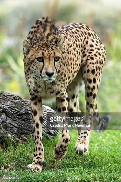 adult cheetah - gepardenfell stock-fotos und bilder