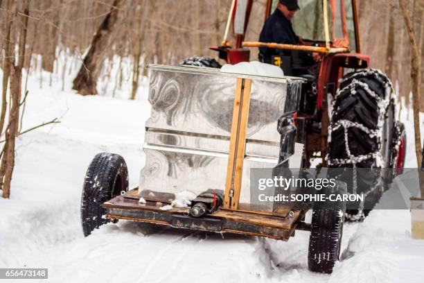 spring maple water harvest - foret neige stock pictures, royalty-free photos & images