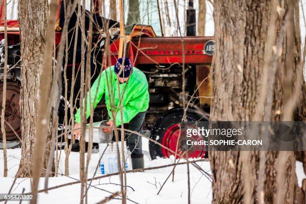 spring maple water harvest - province du québec stock pictures, royalty-free photos & images